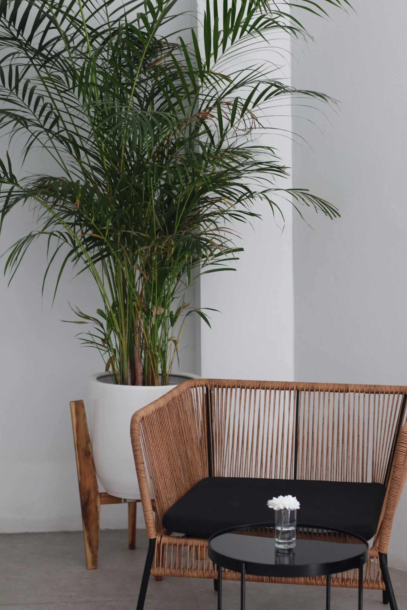 Woven lounge chair beside a black table and tall green plants.